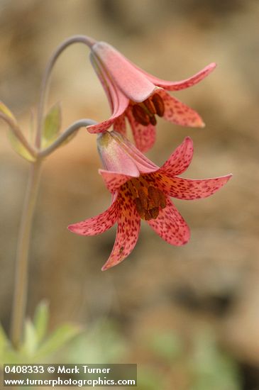 Bolander's Lily blossoms