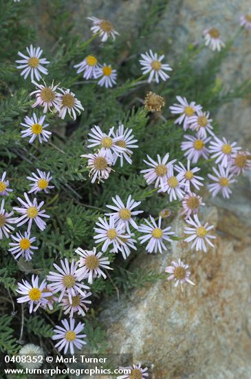 Brewer's fleabane