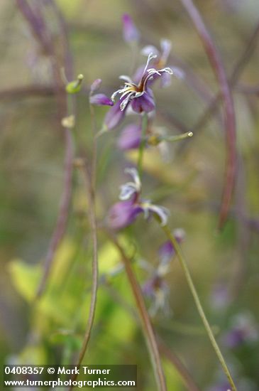Shieldplant  blossoms