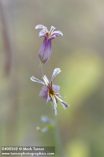 Shieldplant  blossoms detail