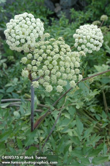 Kneeling Angelica blossoms & foliage