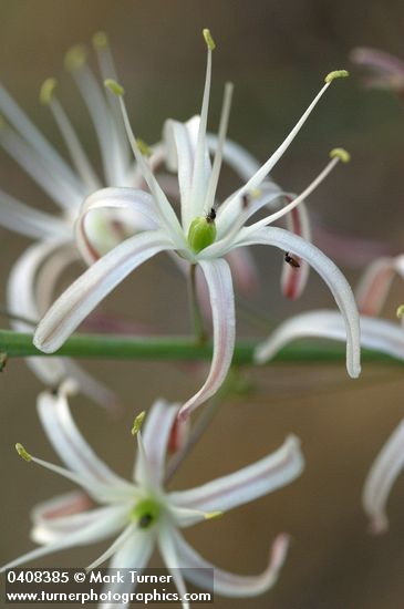 Wavyleaf Soap Plant  blossoms detail