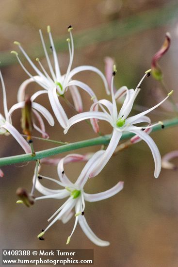 Wavyleaf Soap Plant blossoms detail