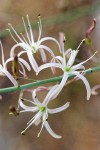 Wavyleaf Soap Plant blossoms detail