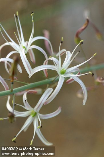Wavyleaf Soap Plant  blossoms detail