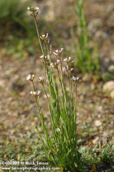 Hairy Rockcress