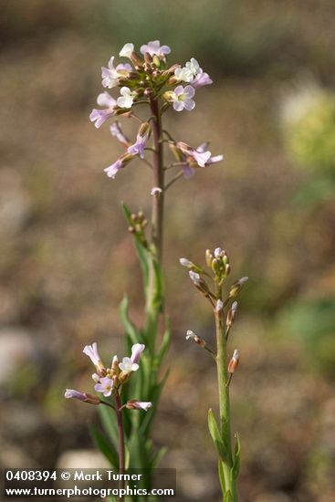 Hairy Rockcress blossoms