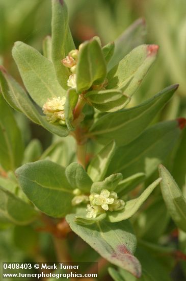 Newberry's Knotweed blossoms & foliage detail