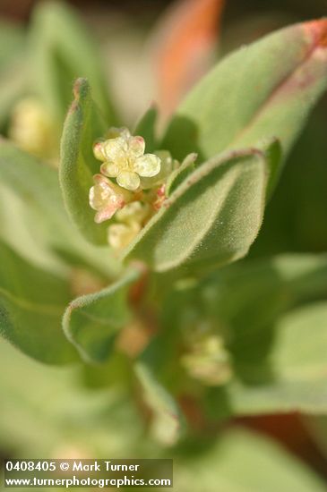 Newberry's Knotweed blossoms & foliage detail