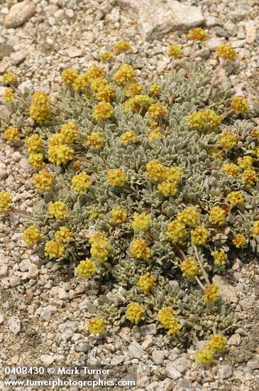 Cushion Buckwheat (male flowers)