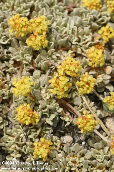 Cushion Buckwheat (male flowers) blossoms & foliage detail