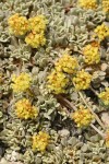Cushion Buckwheat (male flowers) blossoms & foliage detail