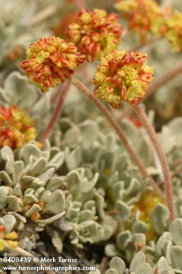 Cushion Buckwheat (female flowers) blossoms & foliage detail