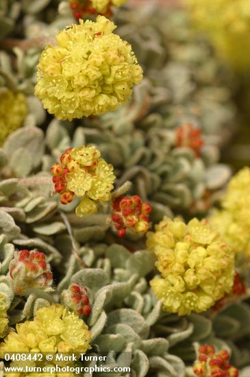 Cushion Buckwheat (male flowers) blossoms & foliage detail