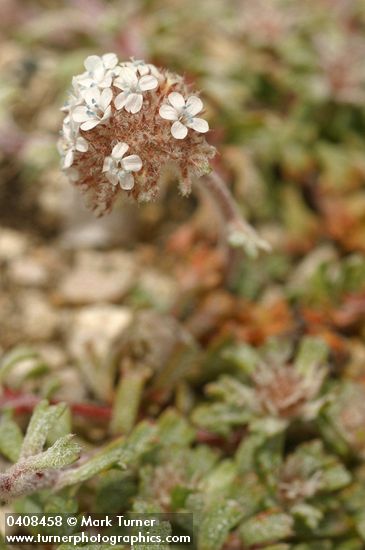 Ballhead Gilia blossoms & foliage