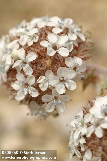 Ballhead Gilia blossoms detail