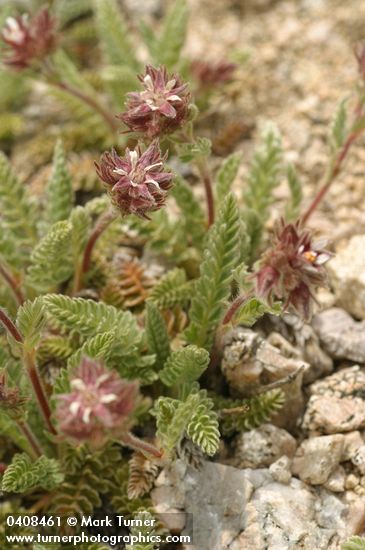 Henderson's Horkelia