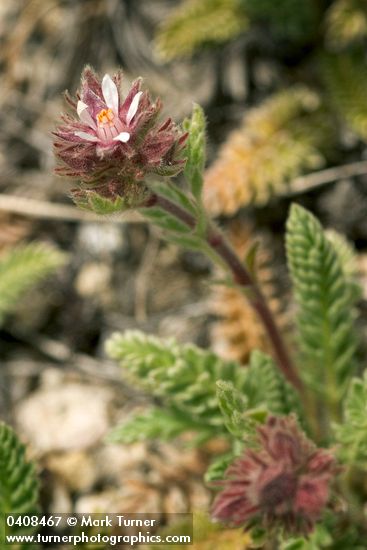 Henderson's Horkelia blossom & foliage detail