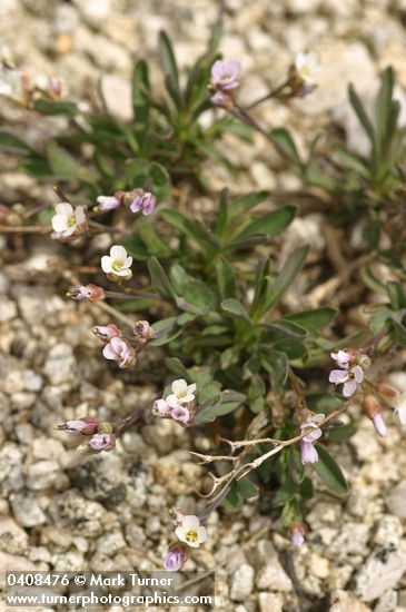 Lyall's Rockcress