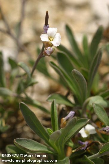 Lyall's Rockcress blossom & foliage detail