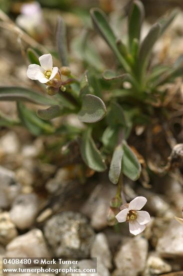 Lyall's Rockcress blossoms & foliage detail