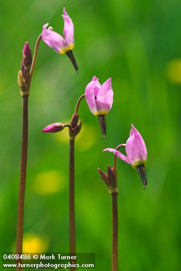 Alpine Shooting Star blossoms
