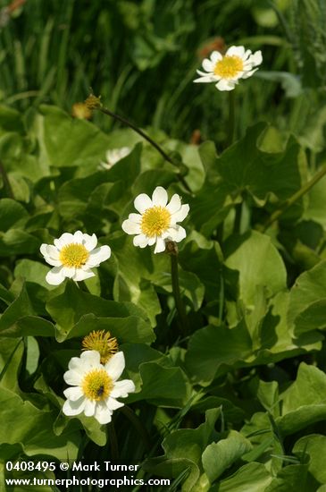 White Marsh-marigolds