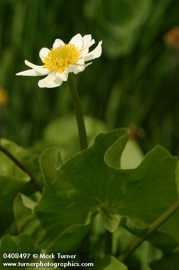 White Marsh-marigold blossom & foliage detail