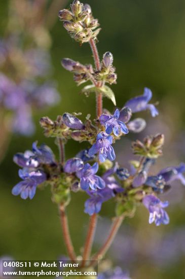 Siskiyou Penstemon blossoms