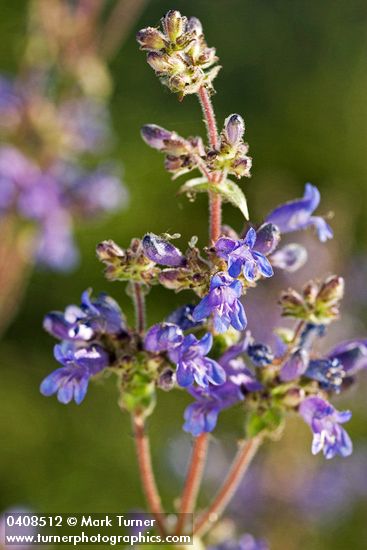 Siskiyou Penstemon blossoms