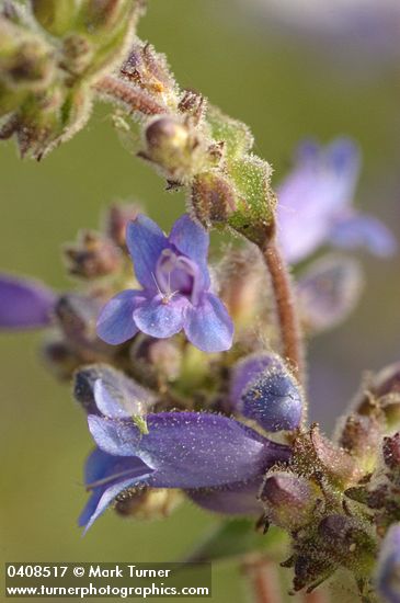 Siskiyou Penstemon blossoms detail