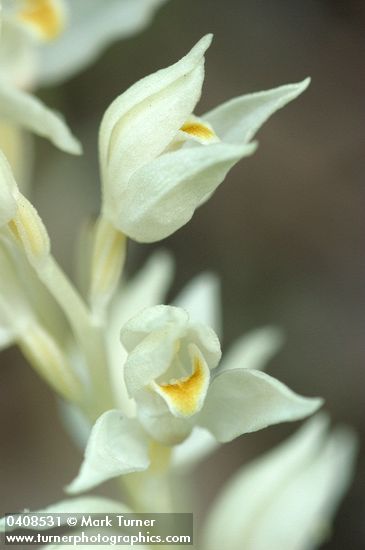 Phantom Orchid blossoms detail