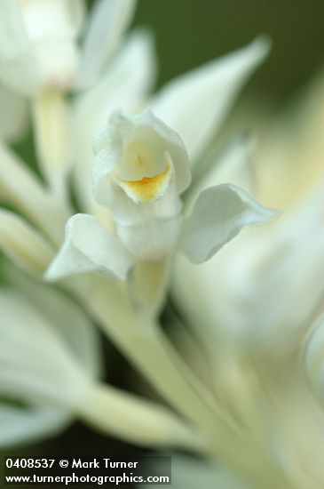 Phantom Orchid blossom extreme detail