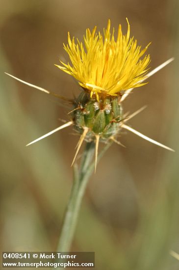 Yellow Star Thistle blossom detail