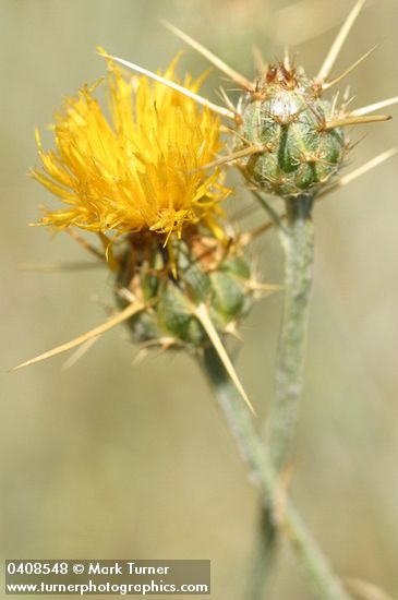 Yellow Star Thistle blossom detail