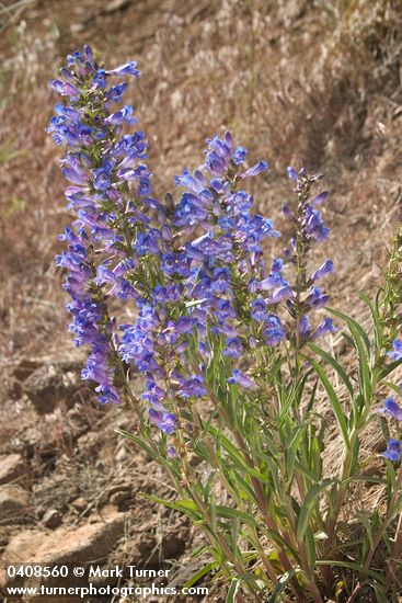 Purple Penstemon