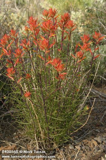 Linear-leafed Paintbrush