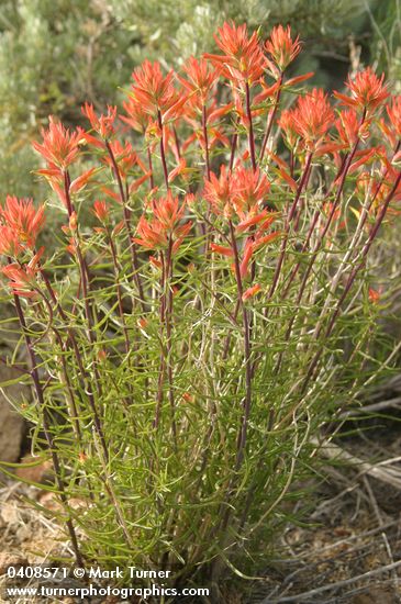 Linear-leafed Paintbrush