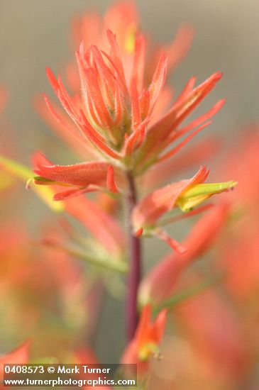 Linear-leafed Paintbrush bracts & blossoms detail