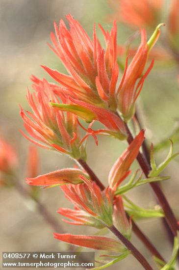 Linear-leafed Paintbrush bracts & blossoms detail