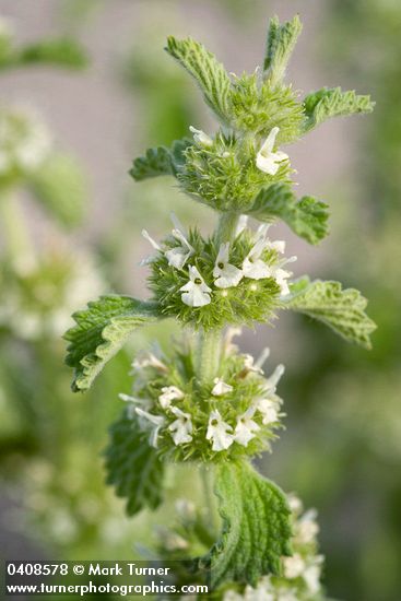 Horehound blossoms & foliage
