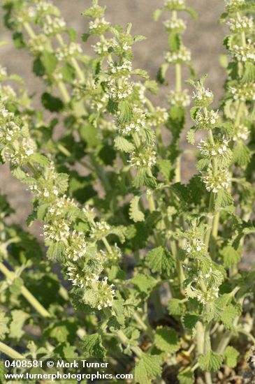Horehound