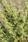 Horehound