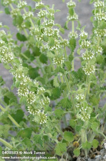 Horehound