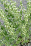 Horehound