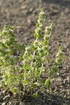 Horehound