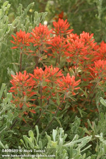 Desert Paintbrush among Sagebrush