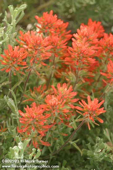 Desert Paintbrush among Sagebrush