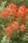 Desert Paintbrush among Sagebrush