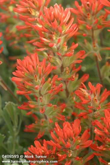 Desert Paintbrush bracts & blossoms